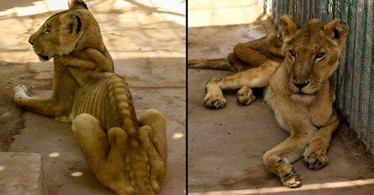 Leoni malnutriti e in condizioni pietose in uno zoo: le foto che stanno sconvolgendo il mondo
