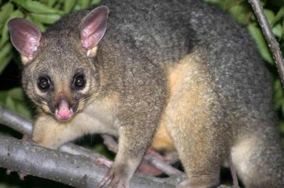 Australia in fiamme: l’opossum si arrampica sul poliziotto per avere un po’ d’acqua