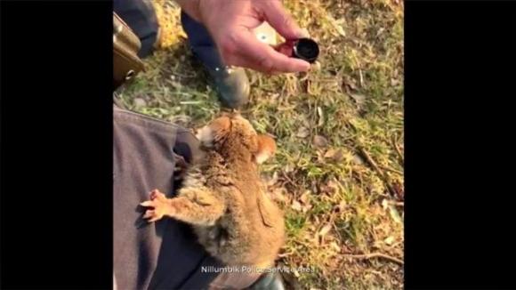 Australia in fiamme: l’opossum si arrampica sul poliziotto per avere un po’ d’acqua