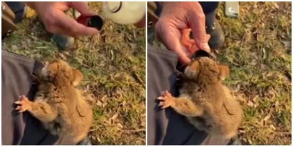 Australia in fiamme: l’opossum si arrampica sul poliziotto per avere un po’ d’acqua