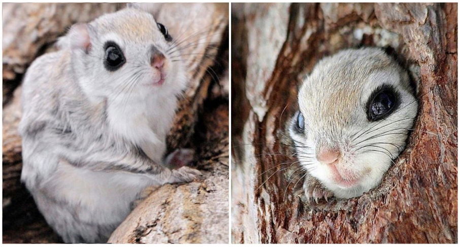 Lo scoiattolo volante del Giappone è uno degli animali più teneri che