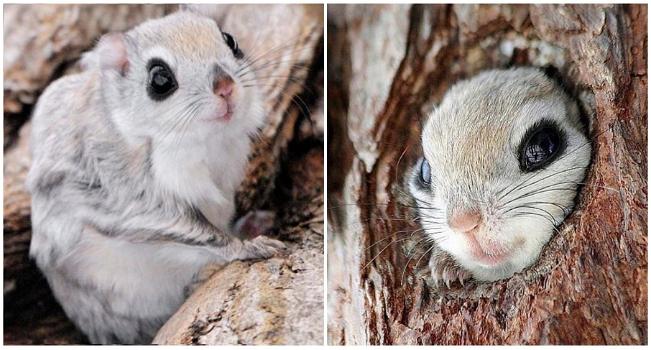 Lo scoiattolo volante del Giappone è uno degli animali più teneri che esistono