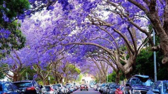 Paulownia, la pianta antismog che pulisce l'aria