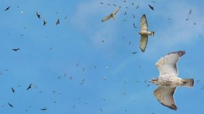 Riscaldamento globale, tra 10 anni potrà aver svuotato i cieli dai volatili