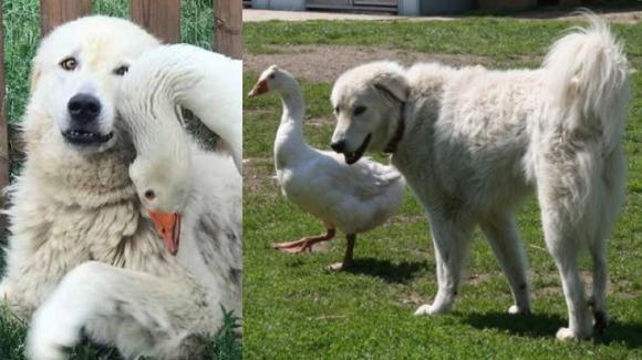 Quanto Vive Un Pastore Maremmano Abruzzese