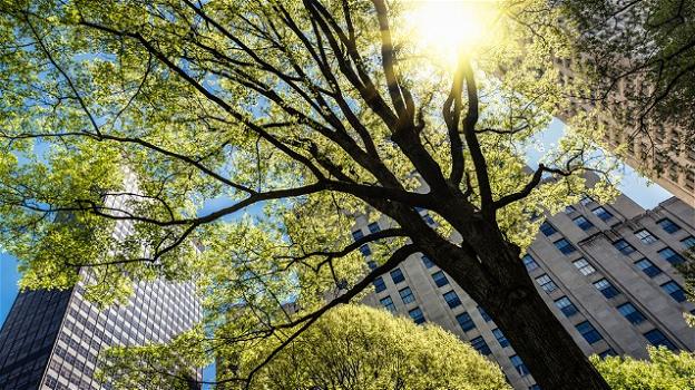 Nascono le prime "Tree Cities of World", iniziativa promossa dalla FAO