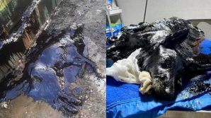Argentina, bambini salvano un cane coperto di catrame