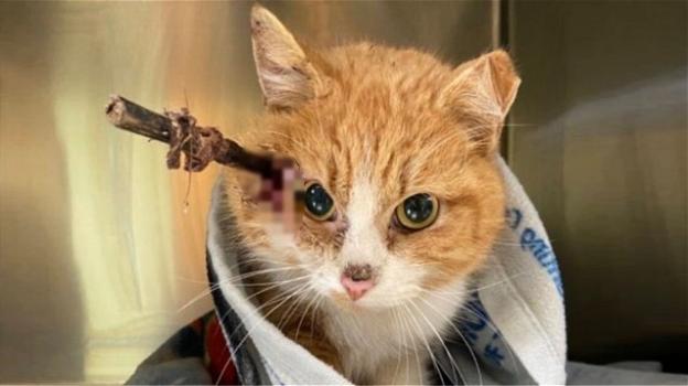 Virginia: gatto sopravvive con una freccia conficcata in testa per una settimana