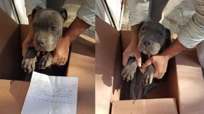 Dodicenne abbandona il suo cucciolo in un canile per proteggerlo