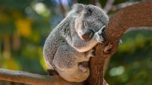WWF: dopo gli incendi australiani, il koala rischia seriamente l’estinzione