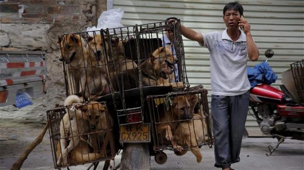 Coronavirus, la Cina propone il divieto di consumo di carne di cane