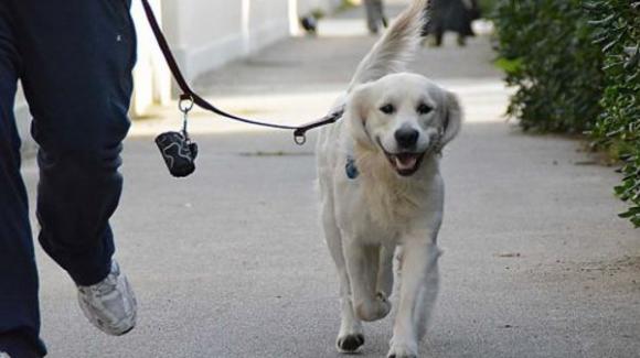 Porta a spasso il cane e non raccoglie le feci, anziano le prende e gliele spalma in faccia, denunciato