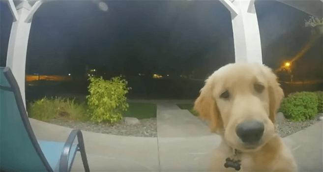 Un cane suona il campanello per rientrare a casa dopo essere fuggito