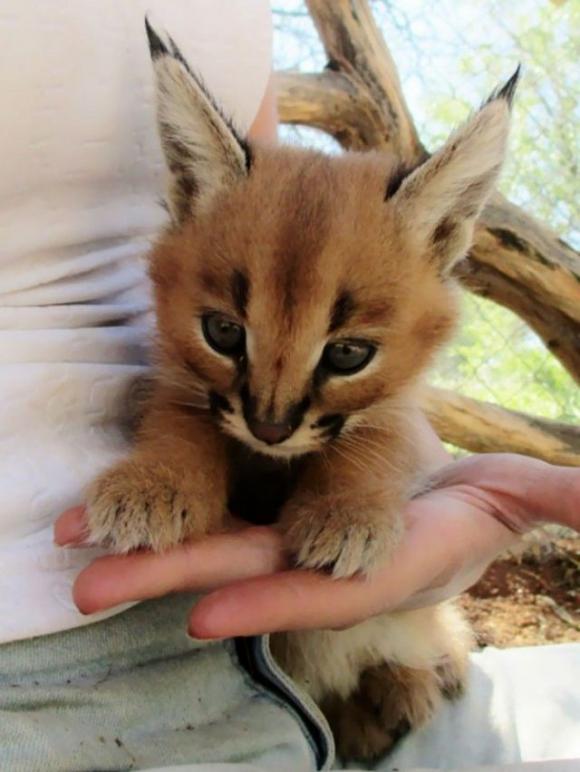 Il Caracal è forse la specie di gatto più carina di sempre?