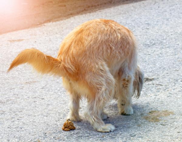 Porta A Spasso Il Cane E Non Raccoglie Le Feci Anziano Le Prende E Gliele Spalma In Faccia Denunciato