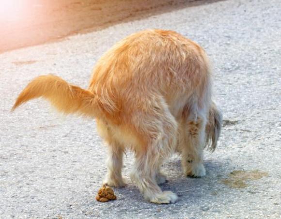 Porta a spasso il cane e non raccoglie le feci, anziano le prende e gliele spalma in faccia, denunciato