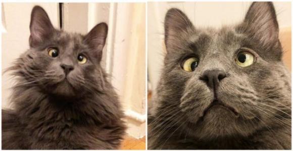 Ecco Belarus, il gatto affetto da strabismo che ha fatto innamorare tutti