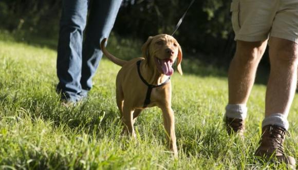 Vicenza: il cane defeca per strada, anziano la raccoglie e la spalma in faccia al ragazzino