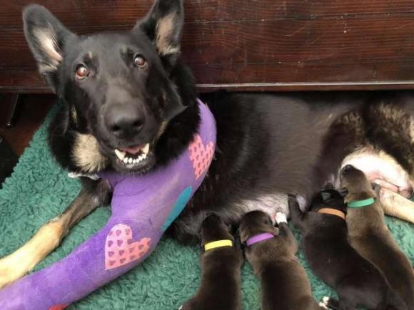 Un cane randagio non abbandona la sua amica incinta fin all’arrivo dei soccorsi