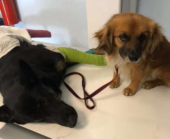 Un cane randagio non abbandona la sua amica incinta fin all’arrivo dei soccorsi