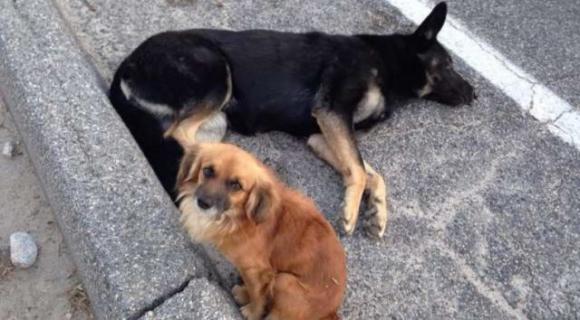 Un cane randagio non abbandona la sua amica incinta fin all’arrivo dei soccorsi