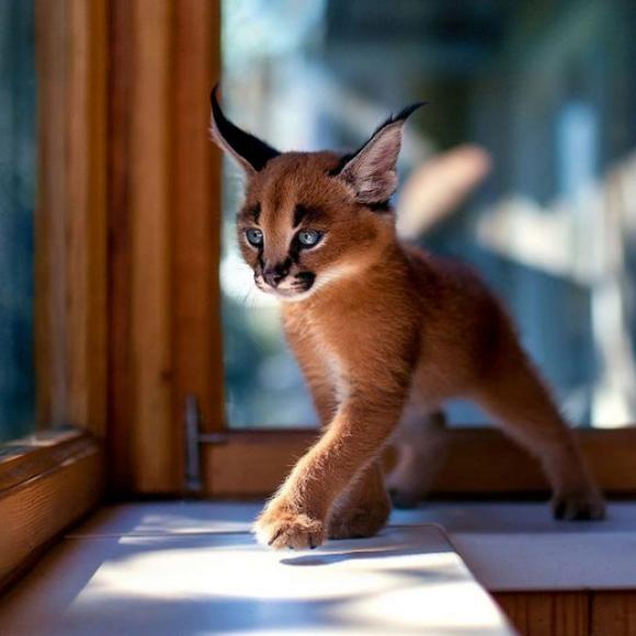 Il Caracal è forse la specie di gatto più carina di sempre?
