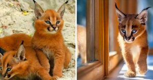 Il Caracal è forse la specie di gatto più carina di sempre?