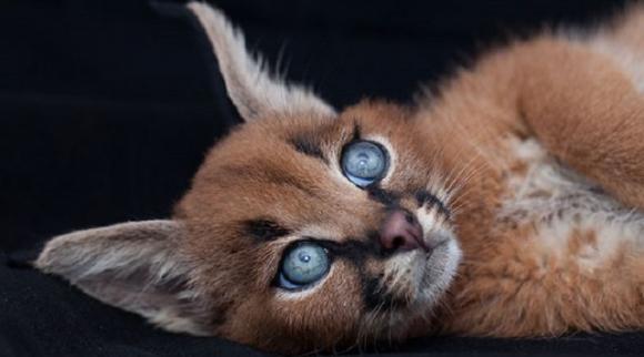 Il Caracal è forse la specie di gatto più carina di sempre?