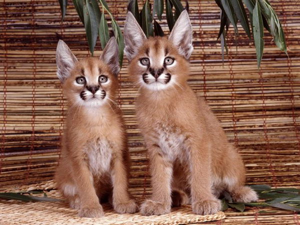 Conheça caracal, a espécie de gatíneo mais fofa que você já viu