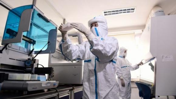 Coronavirus, scimmie infettate in laboratorio per trovare disperatamente una cura