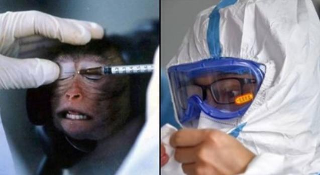 Coronavirus, scimmie infettate in laboratorio per trovare disperatamente una cura