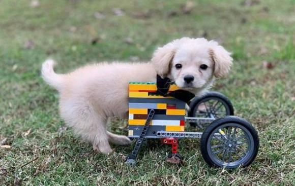 12enne costruisce sedia a rotelle coi LEGO per un cucciolo nato senza zampe anteriori