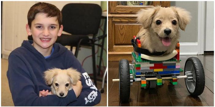 12enne costruisce sedia a rotelle coi LEGO per un cucciolo nato senza zampe anteriori