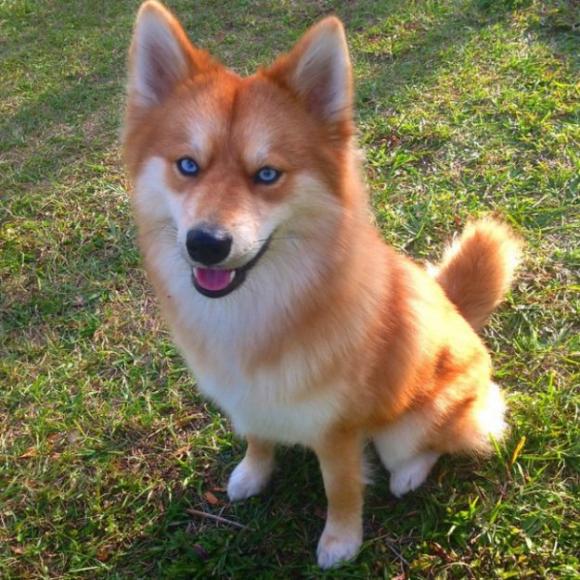 Ecco Mya, il “cane volpe” che sta conquistando il web (foto)