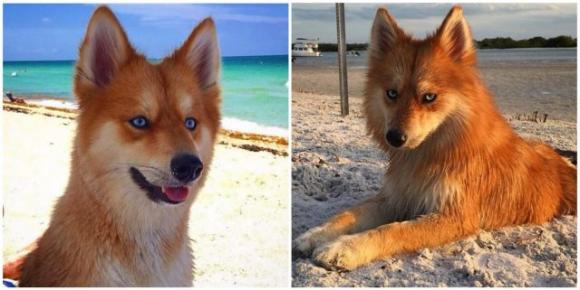 Ecco Mya, il “cane volpe” che sta conquistando il web (foto)