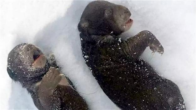Cuccioli di orso morti congelati: la mamma ferita da boscaioli ubriachi