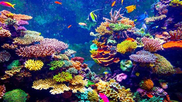 Il riscaldamento globale sta distruggendo le barriere coralline