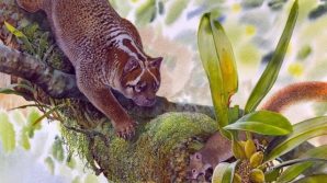 Australia, ritrovato fossile di un leone grande come un gatto
