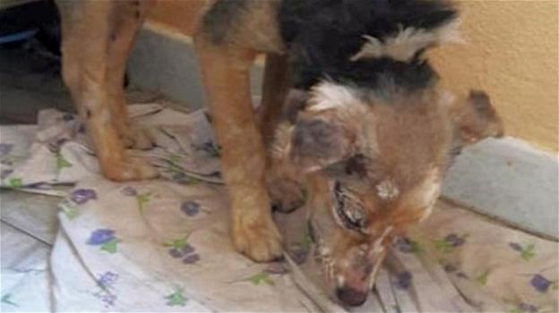 Sardegna: cagnolina torturata con il fuoco, viva per miracolo