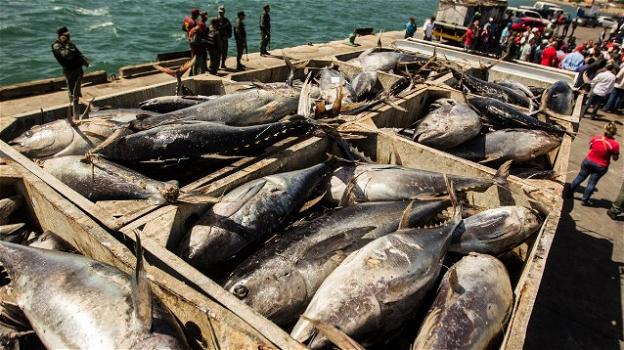 Tonno a rischio estinzione: la pesca selvaggia lo sta decimando
