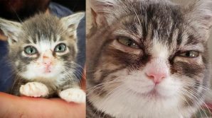 Winky, il gatto affetto da nanismo ha trovato casa