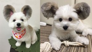 Goma, il “cane Topolino” è diventato una star di Instagram