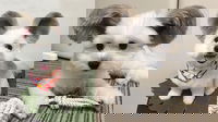 1584227080_5e6d63068a3bd
