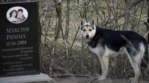 Mosca: cane vive da 15 anni nei pressi della lapide dei suoi proprietari defunti
