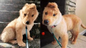 Rae, il cane unicorno che sta facendo furore sul web