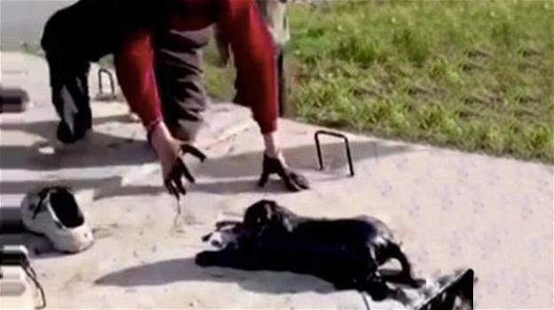 Turchia: bambino di dieci anni salva cane caduto in un pozzo petrolifero