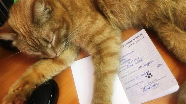 Russia: in una biblioteca arriva il gatto influencer, assunto con regolare contratto