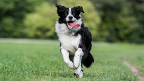 Coronavirus, le razze di cani che soffrono la quarantena