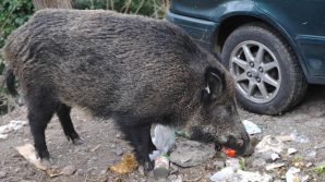 Coronavirus, strade e città deserte: i cinghiali riconquistano il territorio