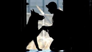 Coronavirus, nessun aumento di cani abbandonati